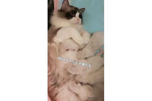 販売中のラグドールの親猫